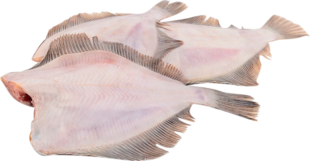 Камбала с/м